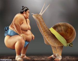 Snail Sumo Wrestler