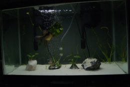 You can see the veggie video during my tank